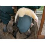 fufusavu-genoux-25102003.html